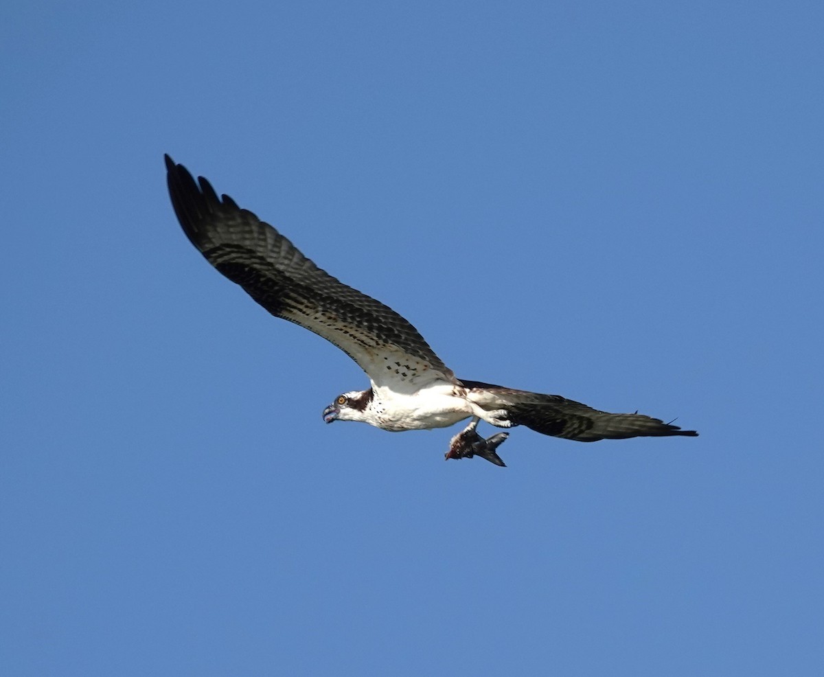 Balbuzard pêcheur - ML611942710