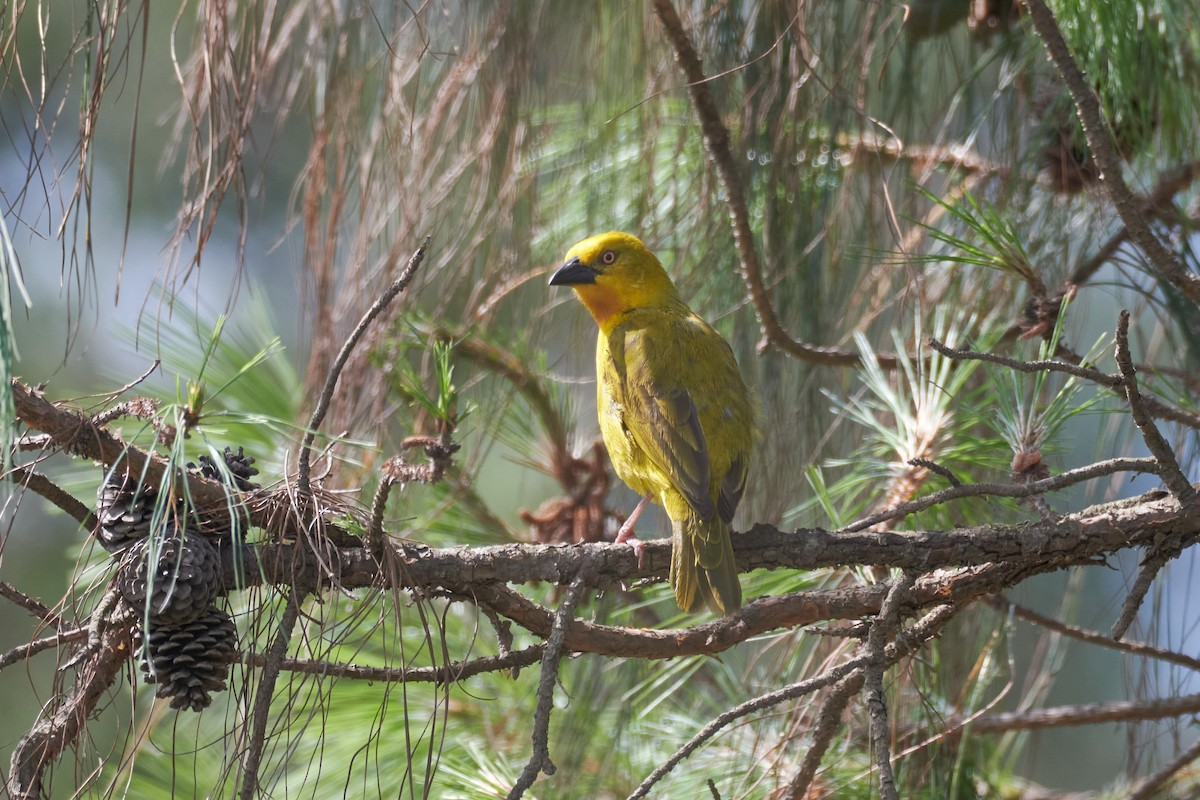 Holub's Golden-Weaver - ML611942751