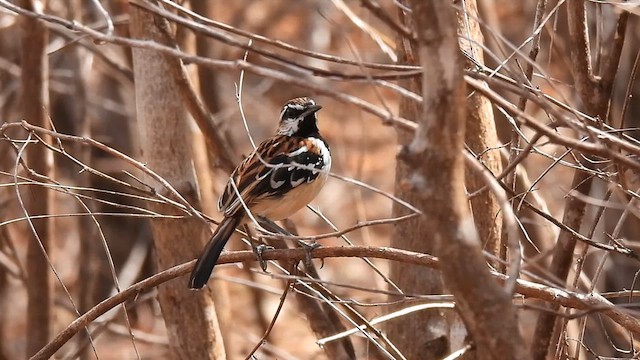 Stripe-backed Antbird - ML611942983
