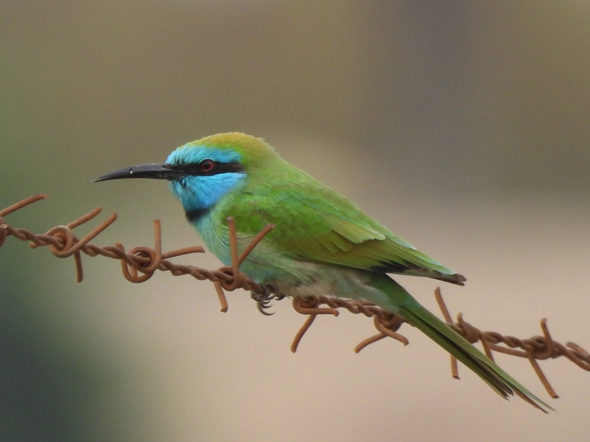 Arabian Green Bee-eater - ML611943019