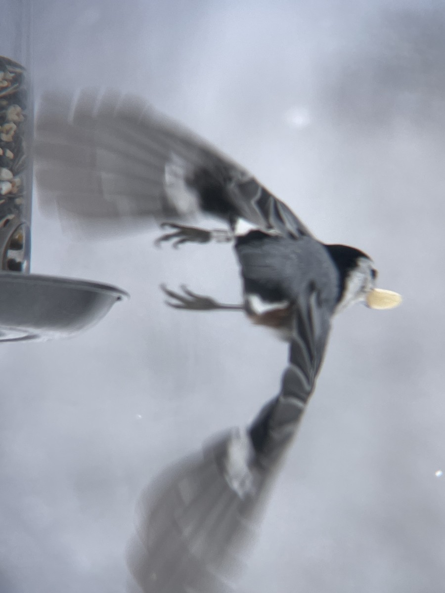 White-breasted Nuthatch - ML611943088