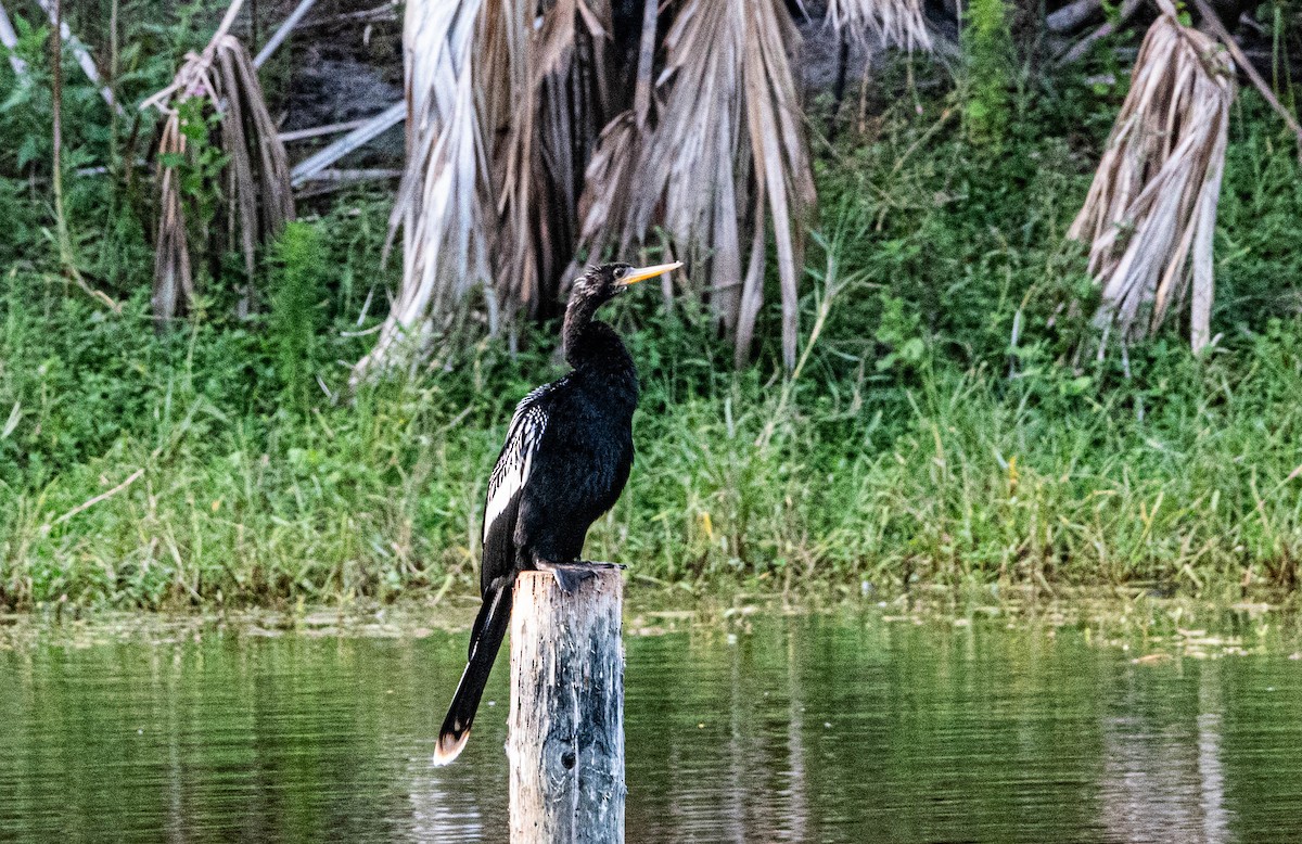 Anhinga Americana - ML611943162