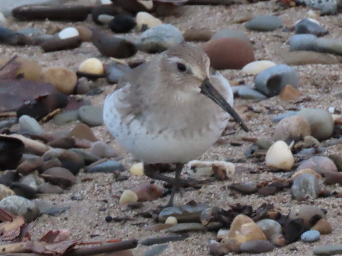 Dunlin - ML611943254