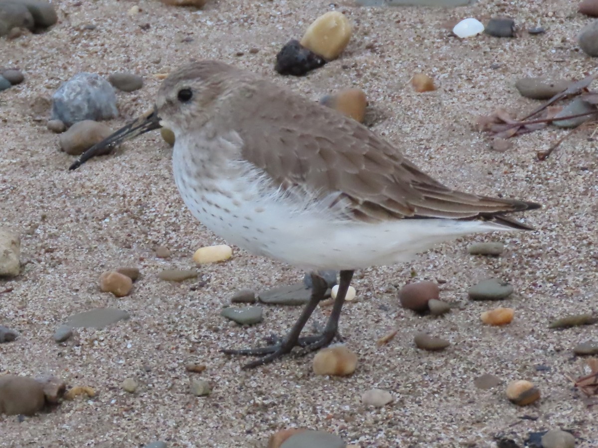 Dunlin - ML611943257