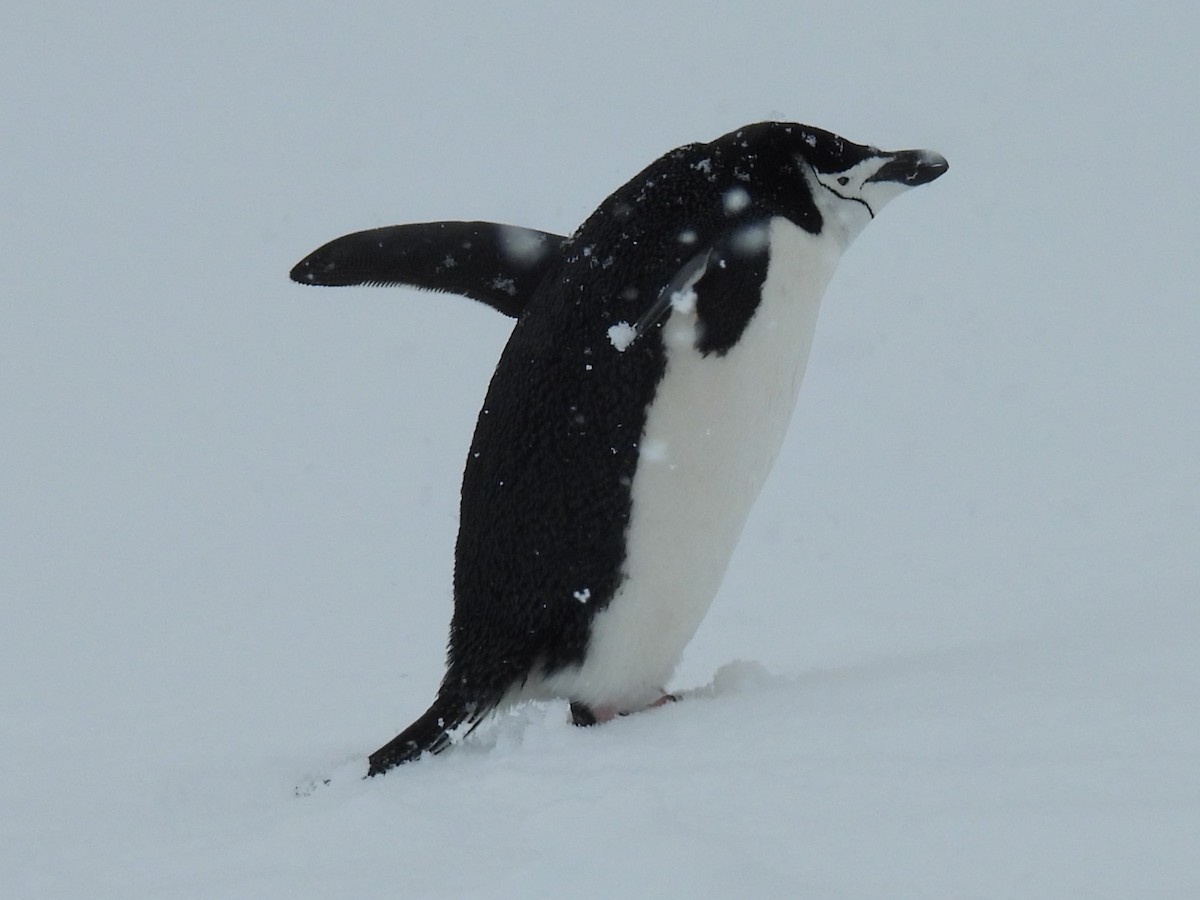 Антарктический пингвин - ML611943284