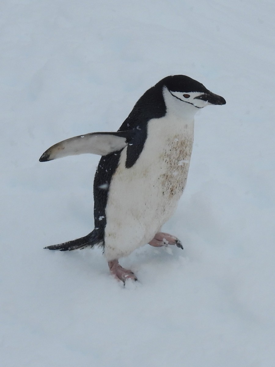 Антарктический пингвин - ML611943285