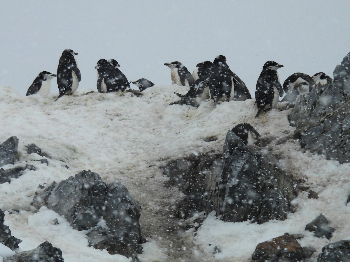 Chinstrap Penguin - ML611943286