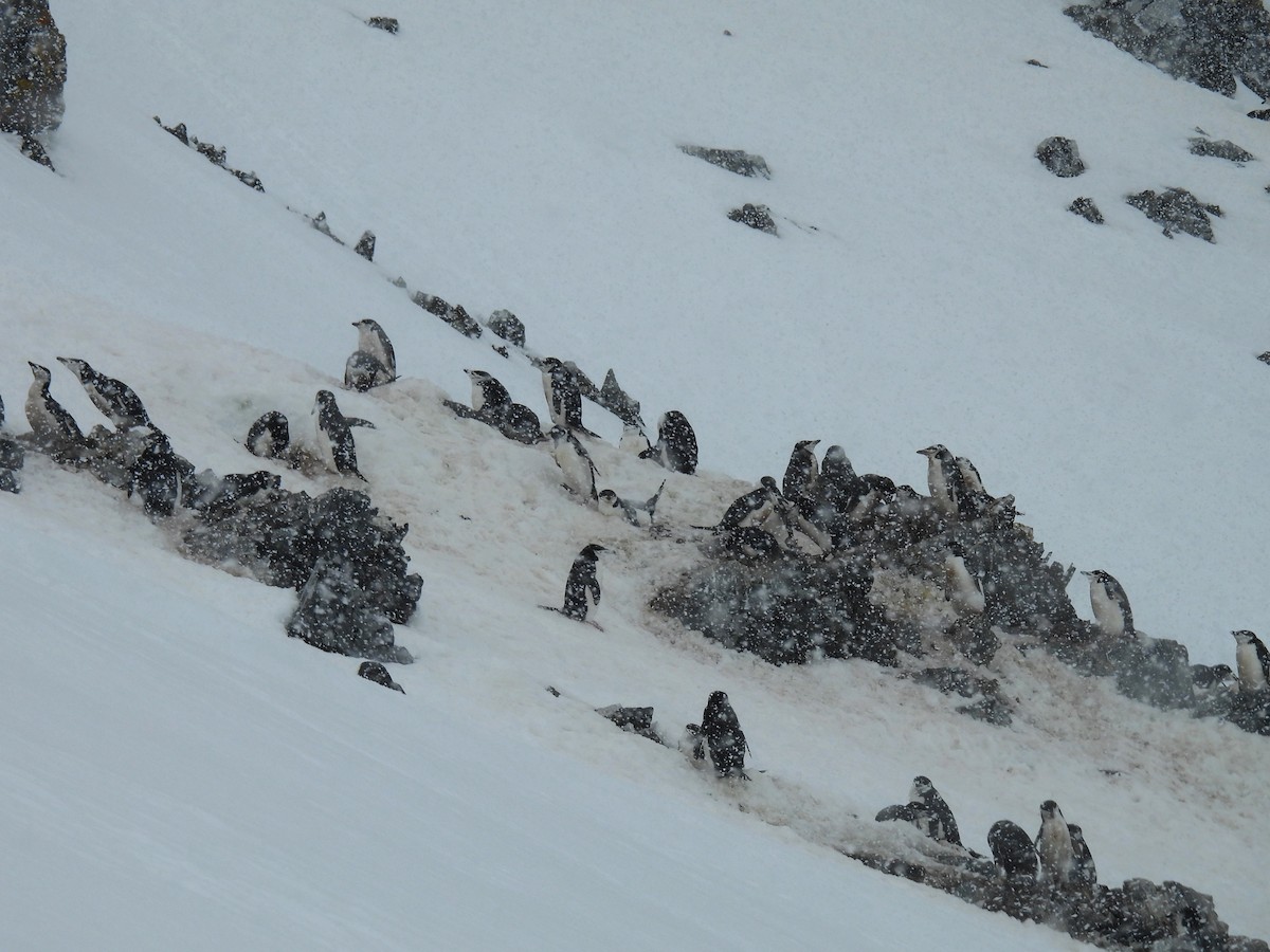 Chinstrap Penguin - ML611943288