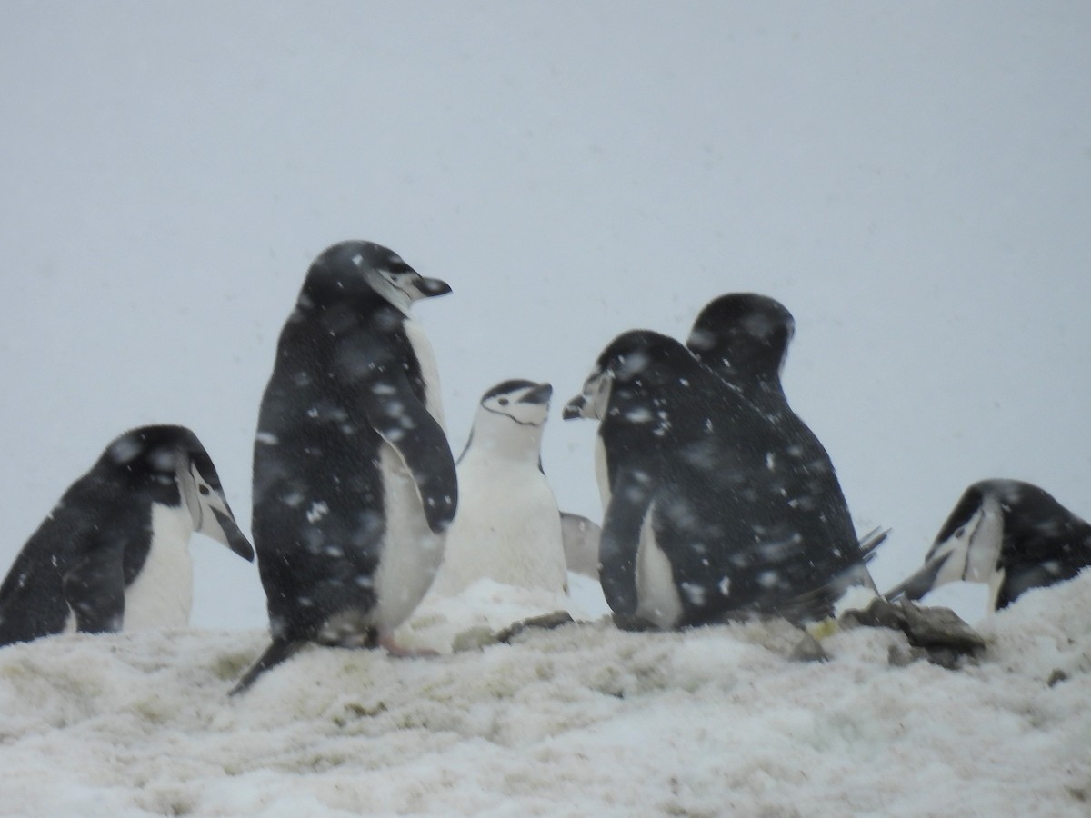 Chinstrap Penguin - ML611943289