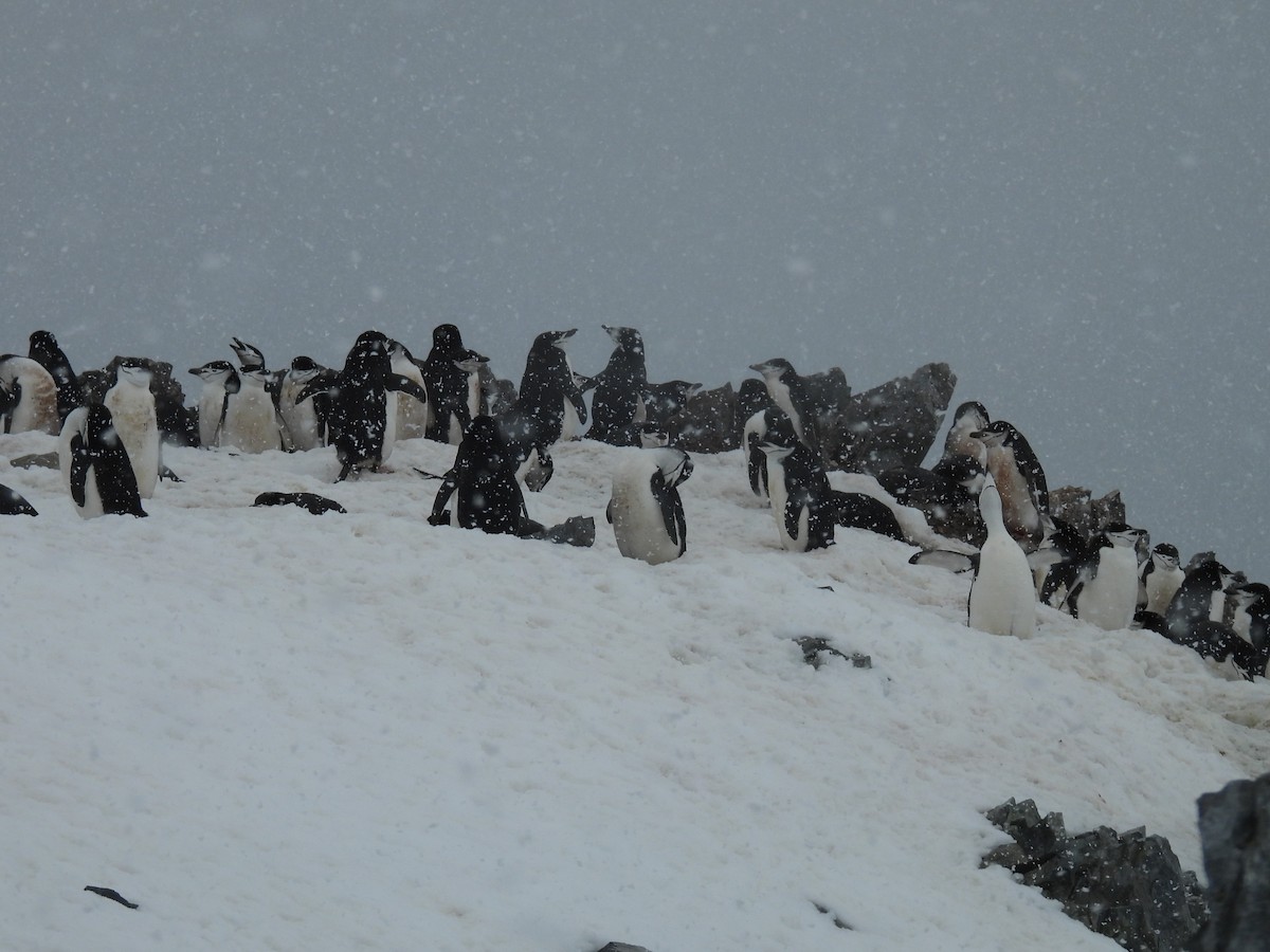 Антарктический пингвин - ML611943290