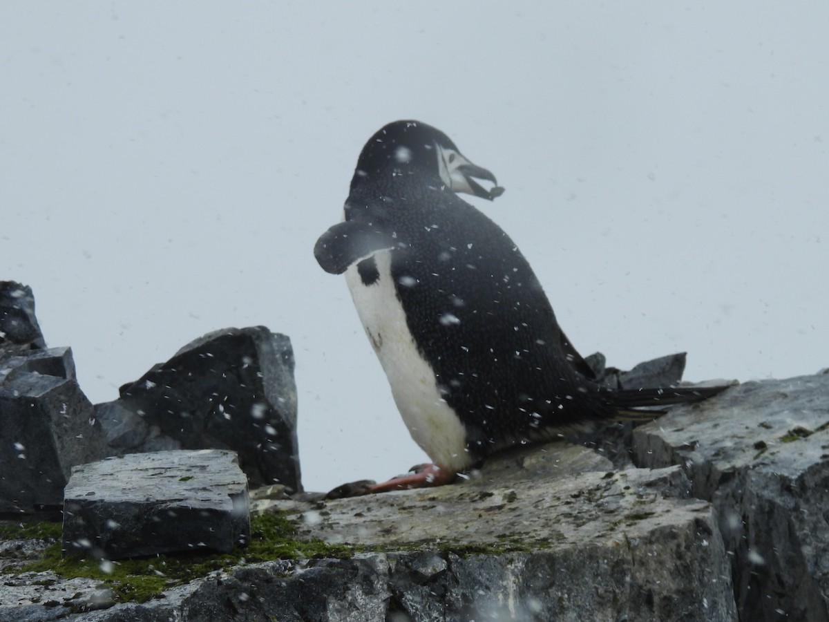 Chinstrap Penguin - ML611943292