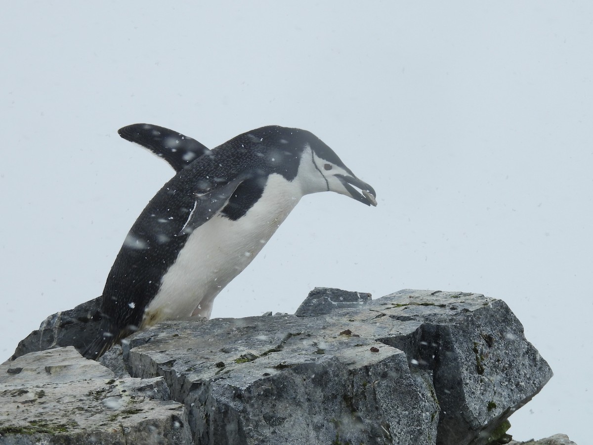 Антарктический пингвин - ML611943295