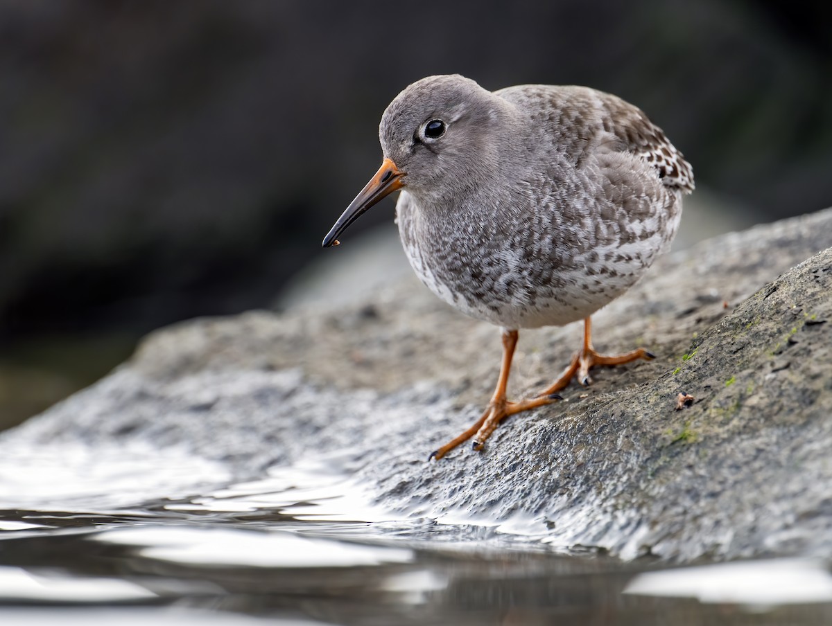 Purple Sandpiper - ML611943298