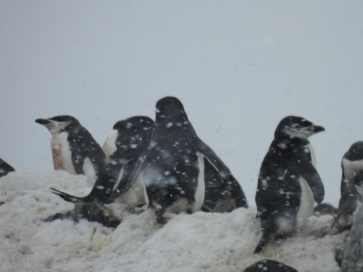 Chinstrap Penguin - ML611943299