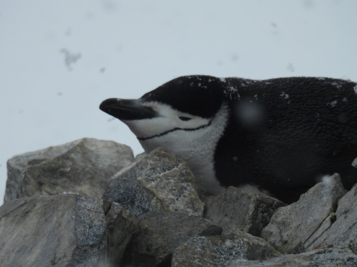 Chinstrap Penguin - Erik Bergman