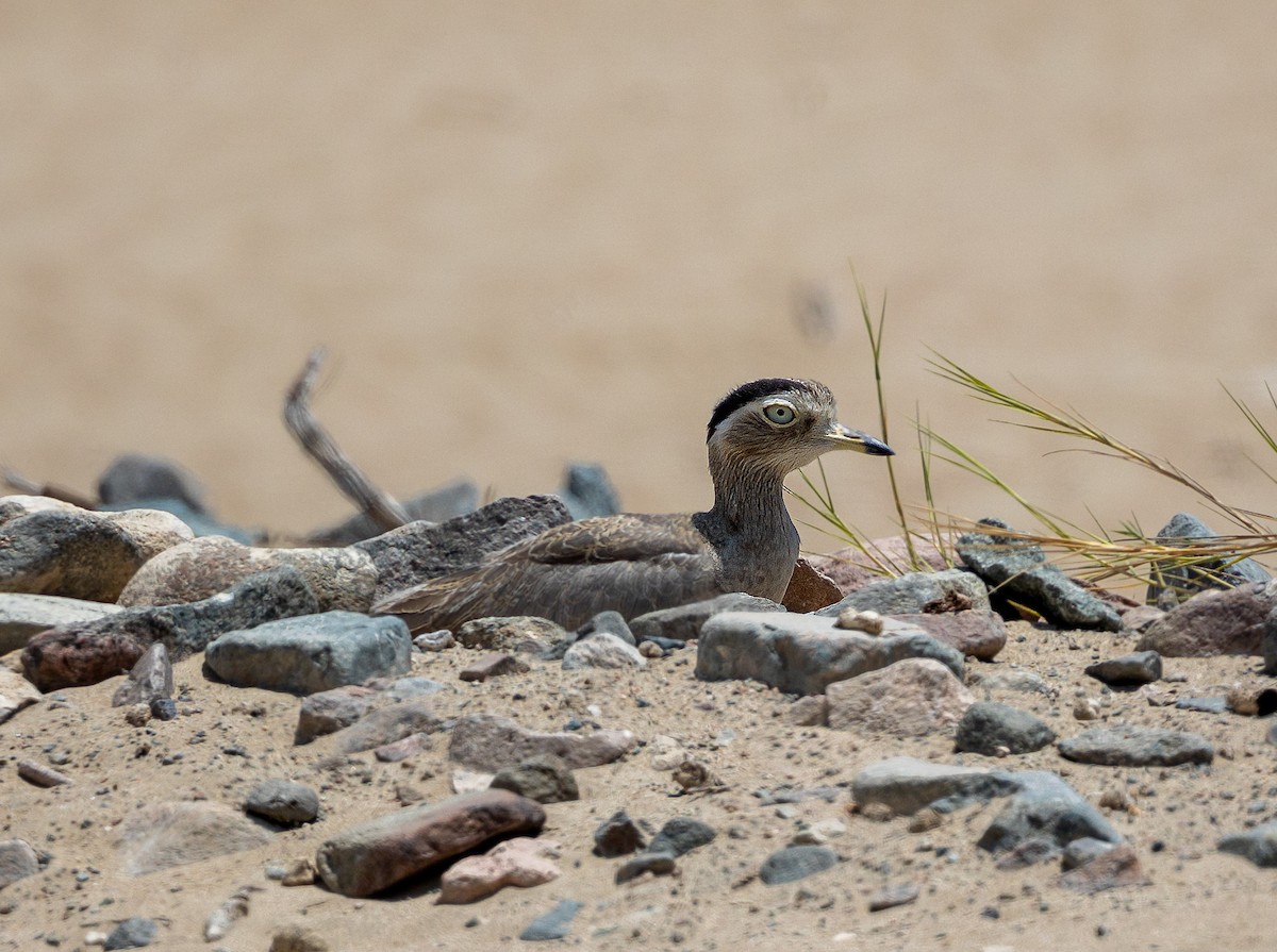 Peruvian Thick-knee - ML611943303