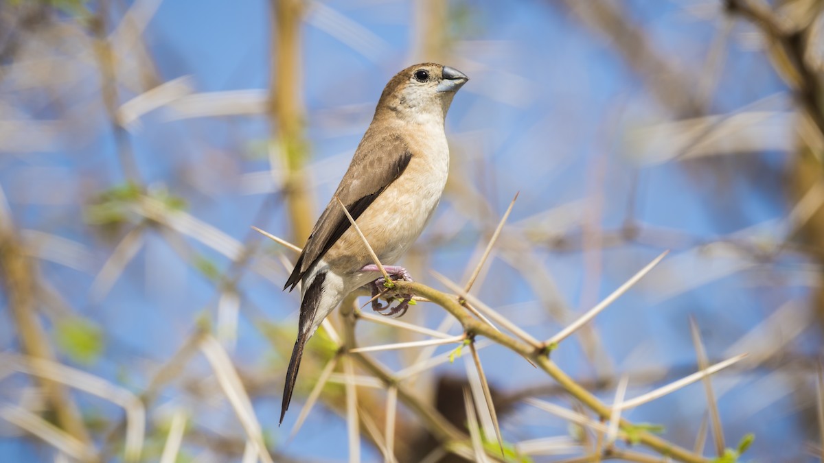 Indian Silverbill - ML611943314