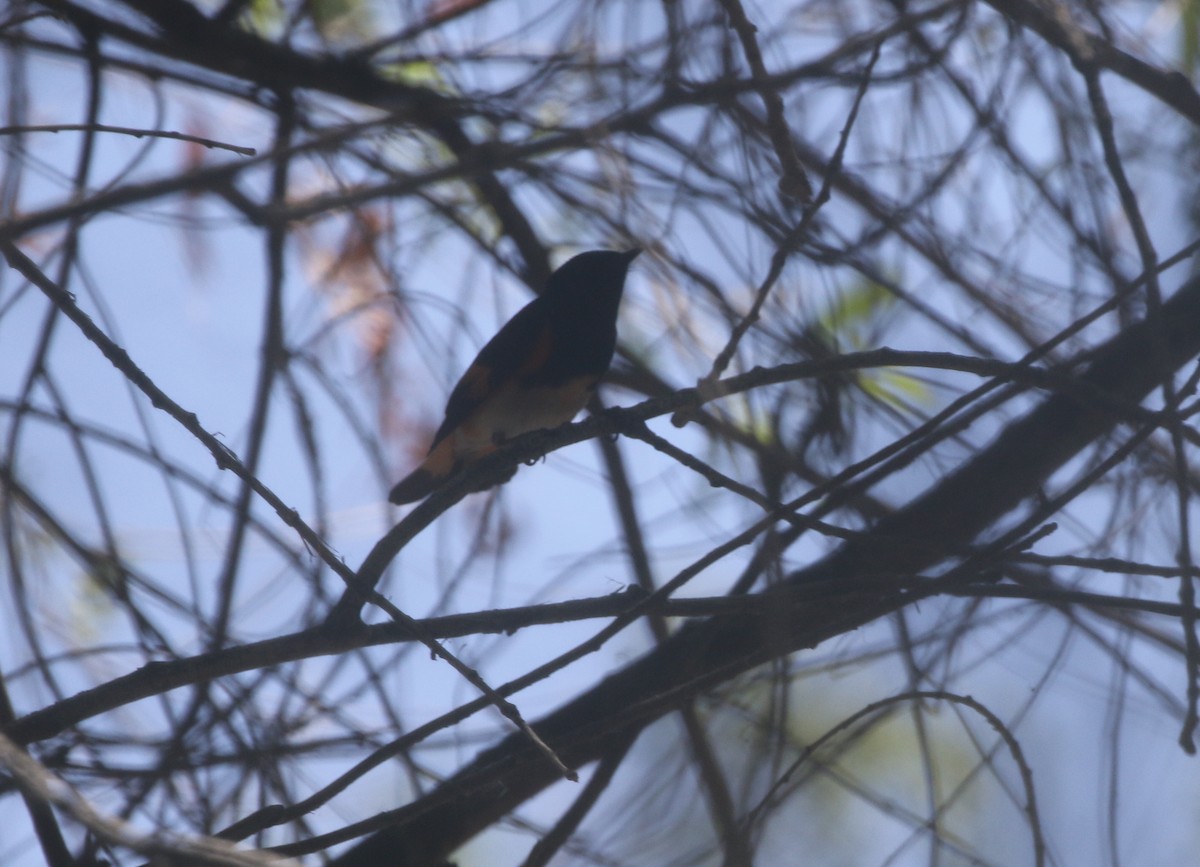 American Redstart - ML611943325