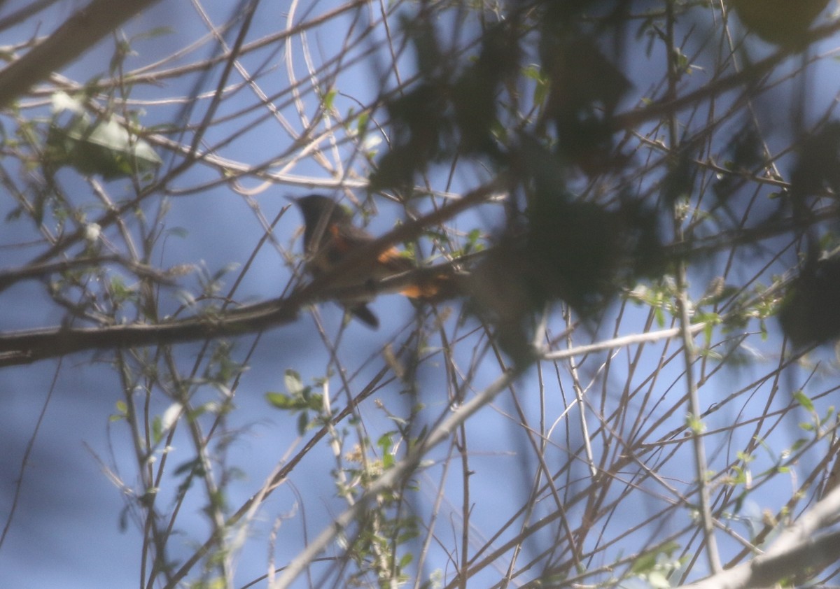 American Redstart - ML611943327