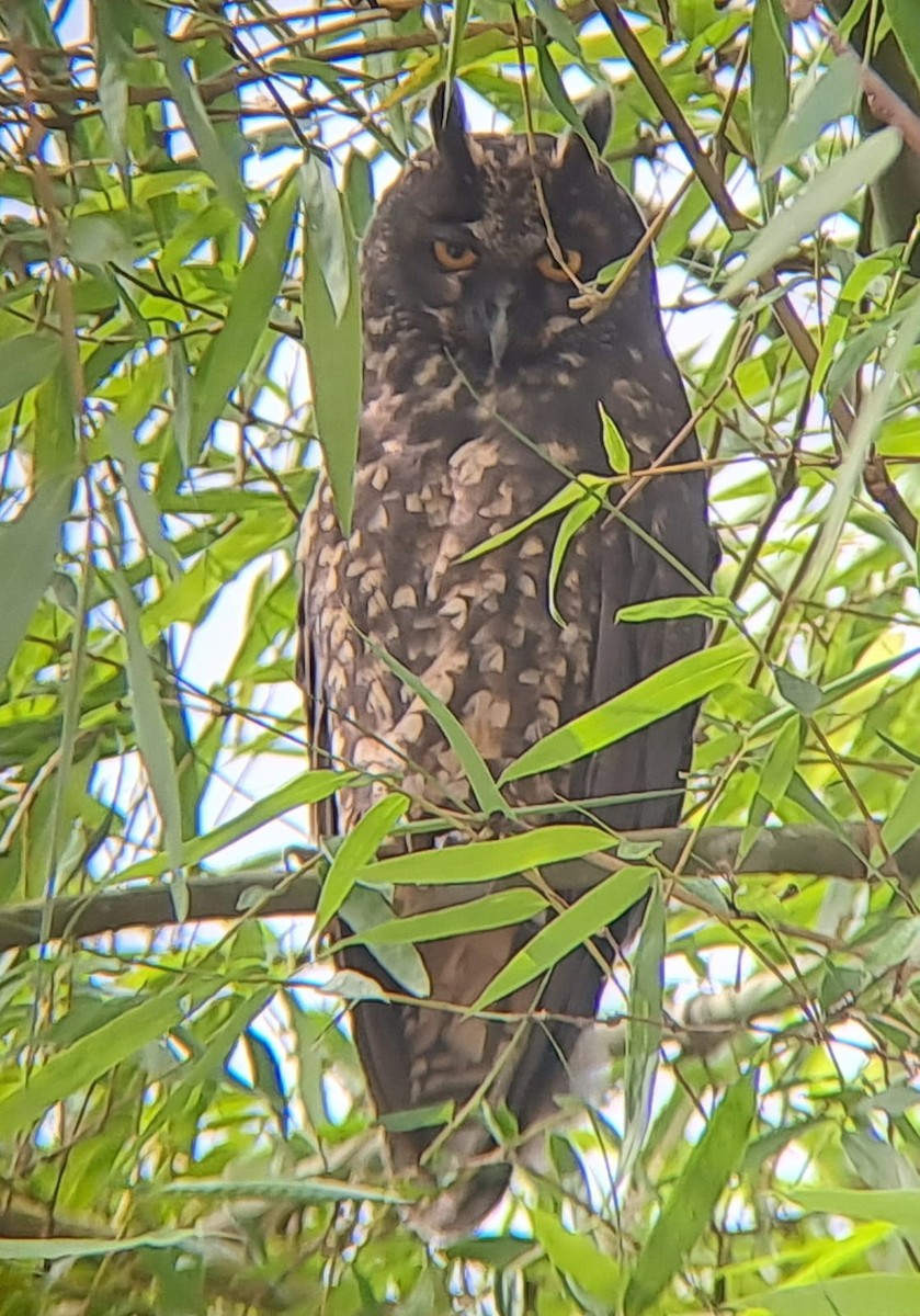 Stygian Owl - ML611943338