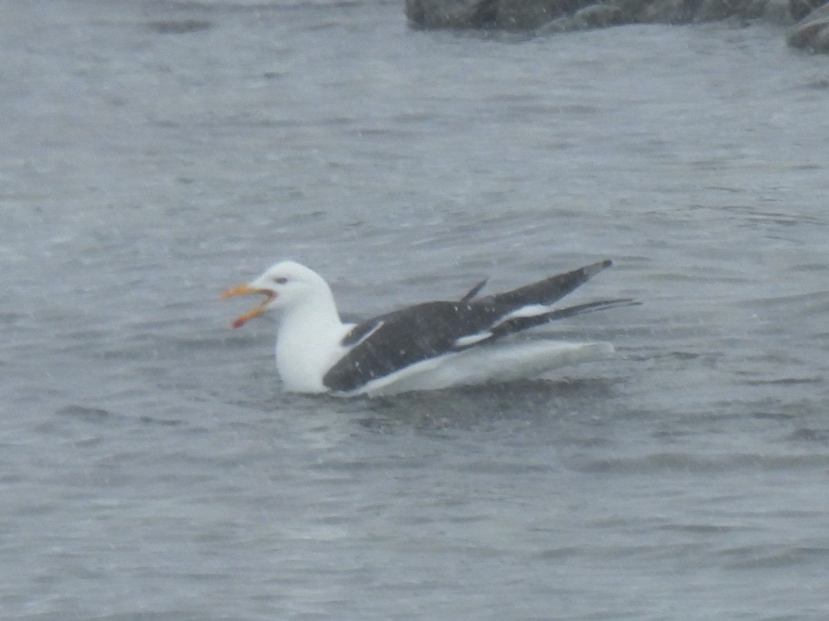 Kelp Gull - ML611943348