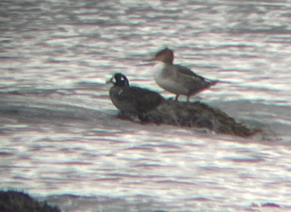 Harlequin Duck - ML611943412