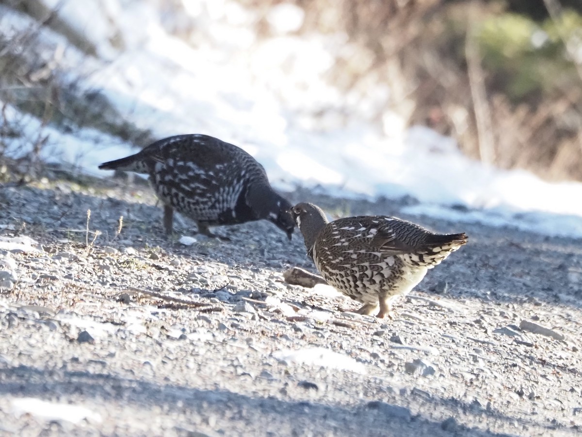 Spruce Grouse - ML611943480