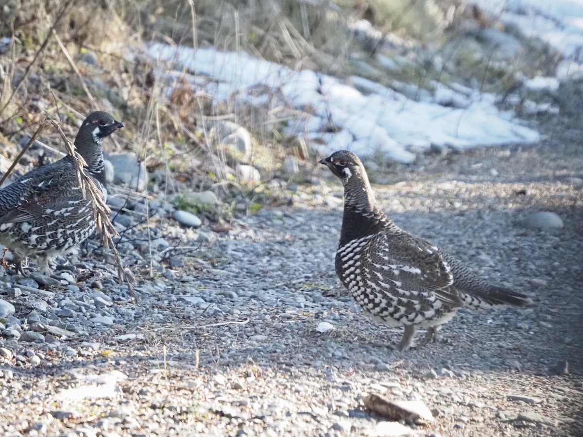 Spruce Grouse - ML611943483