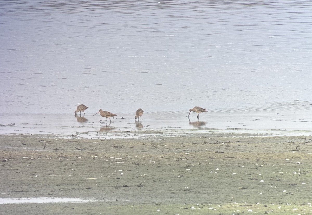 Marbled Godwit - ML611943792