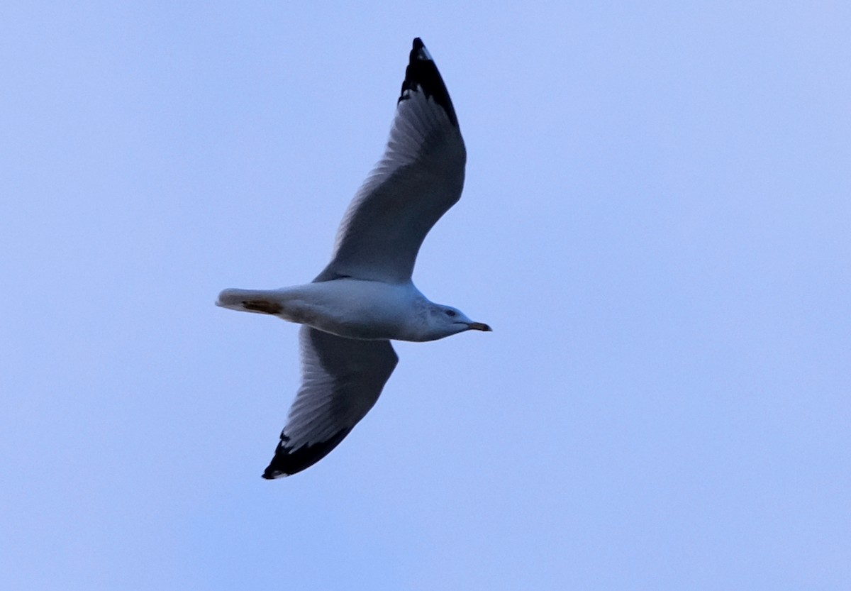 Ring-billed Gull - ML611943824