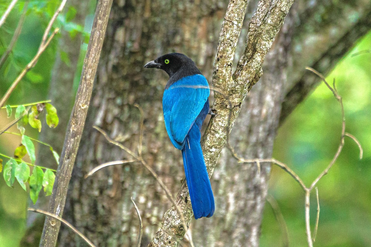 Bushy-crested Jay - ML611943877