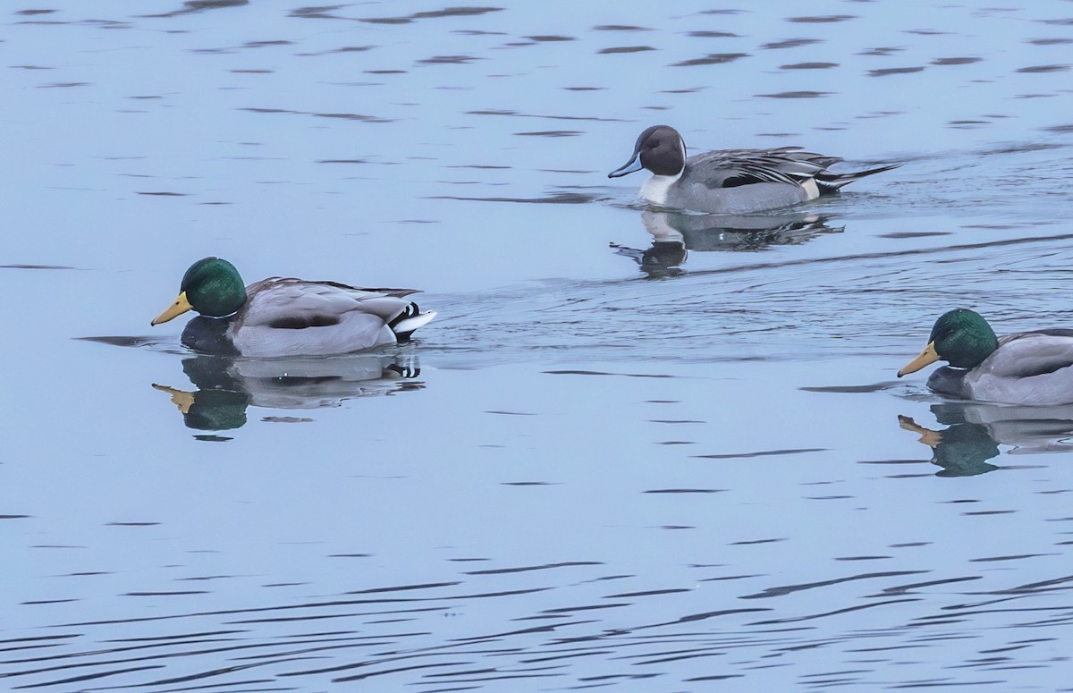 Northern Pintail - ML611943949