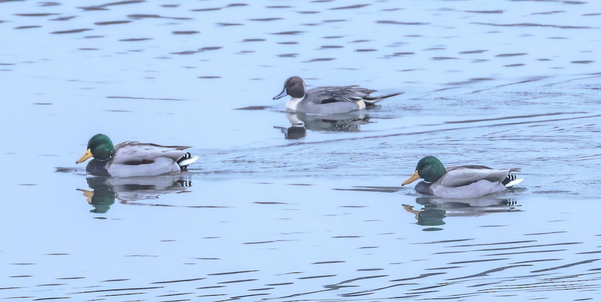 Northern Pintail - ML611943951