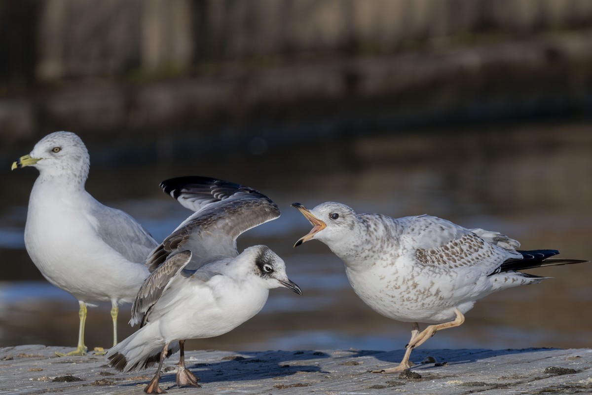 Franklin's Gull - Mark Elkins