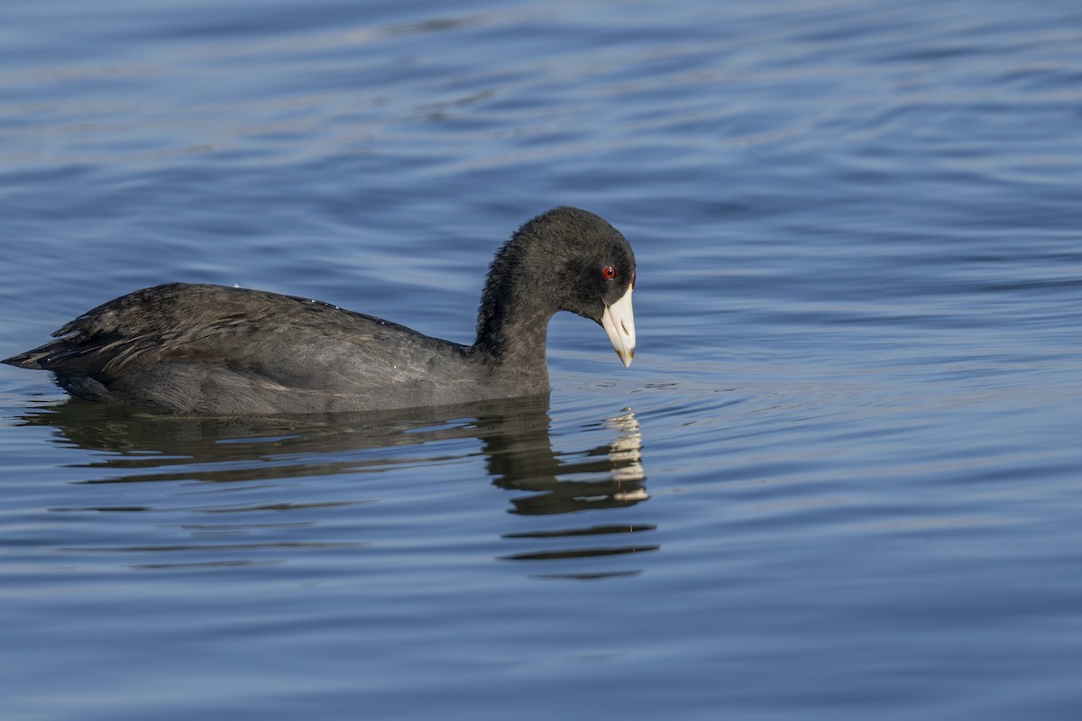 American Coot - Mark Elkins