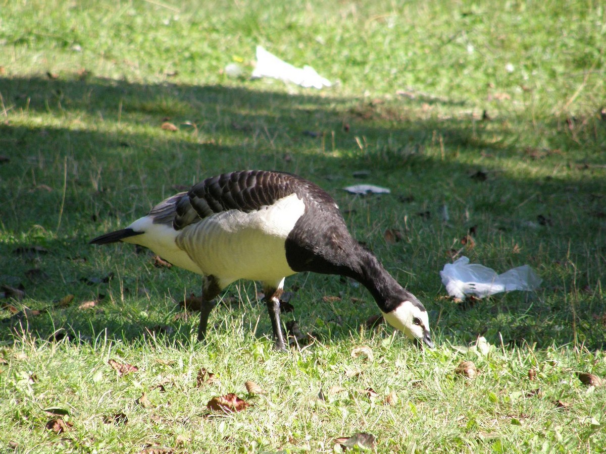 Barnacle Goose - ML611944039