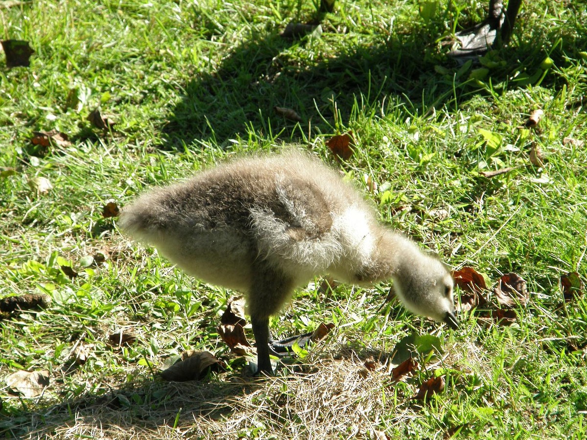 Barnacle Goose - ML611944042