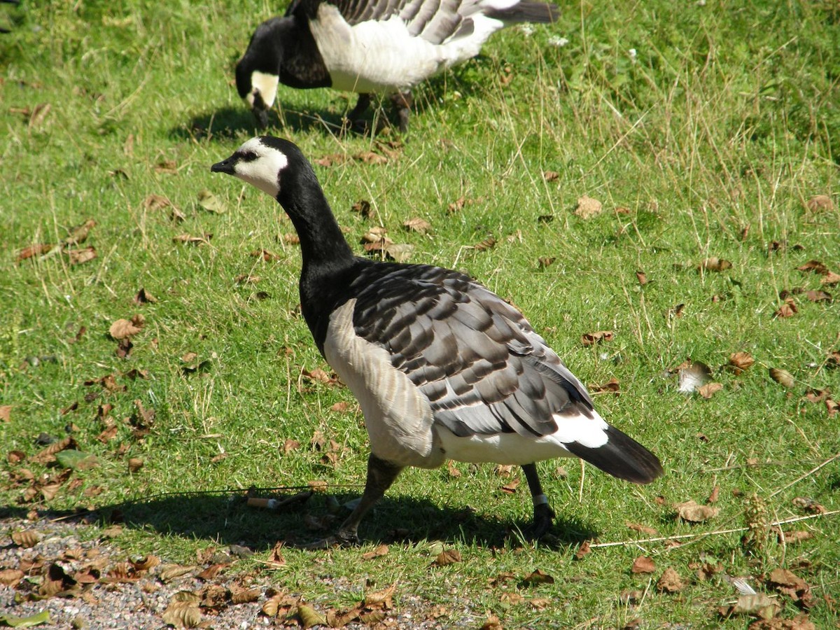 Barnacle Goose - ML611944043