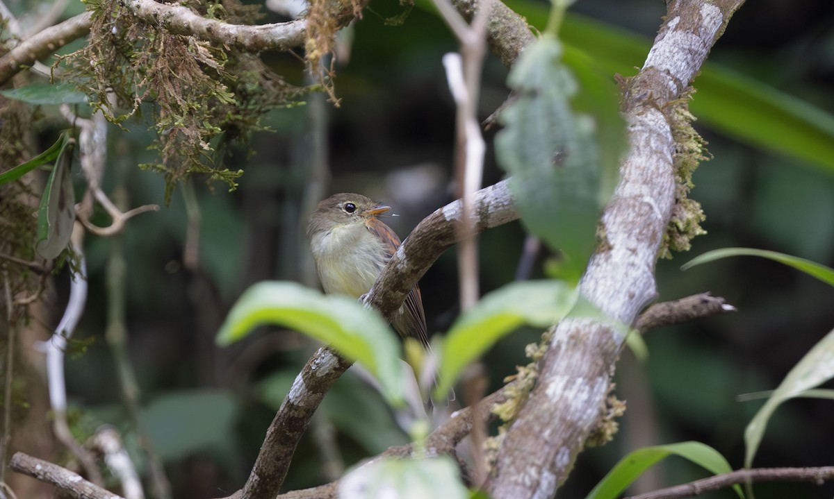 Roraiman Flycatcher - ML611944068