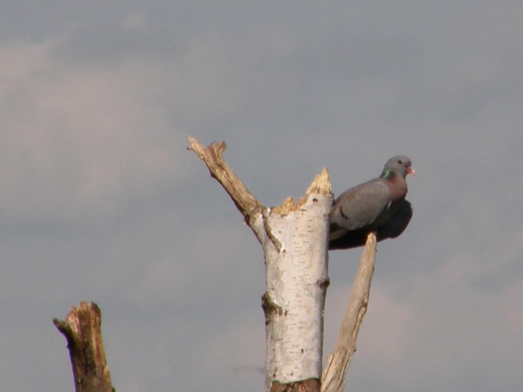 Stock Dove - ML611944115