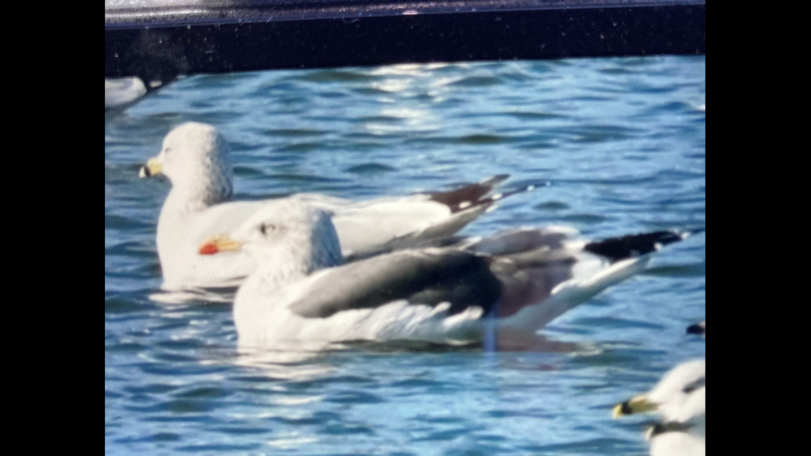 Lesser Black-backed Gull - ML611944116