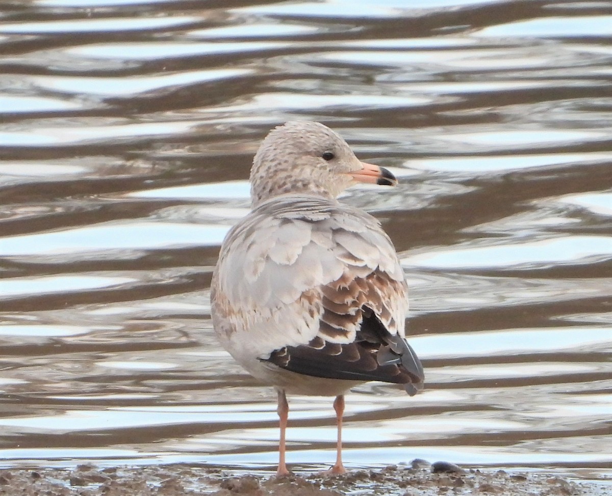 Ring-billed Gull - Richard Chirichiello