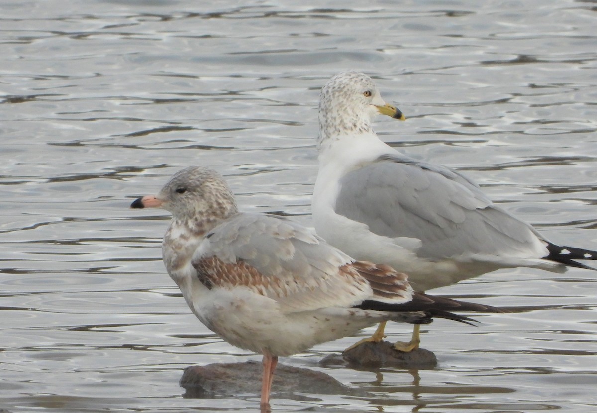 Ring-billed Gull - ML611944173