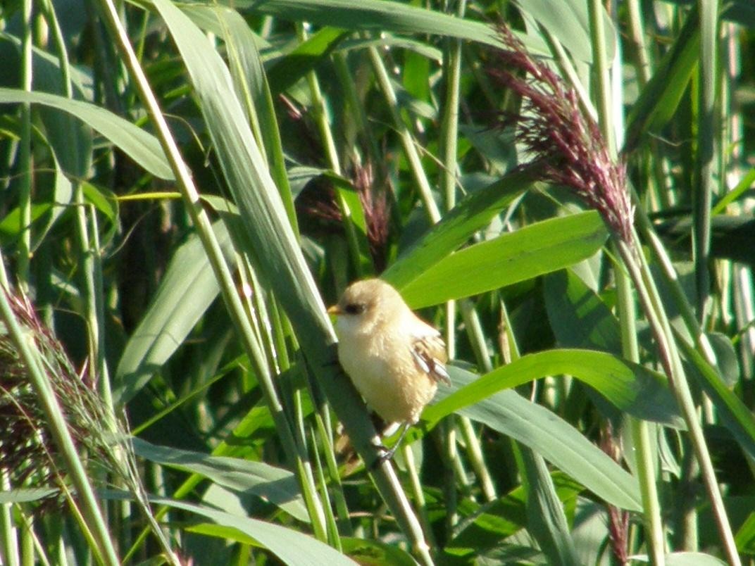 Bearded Reedling - ML611944237