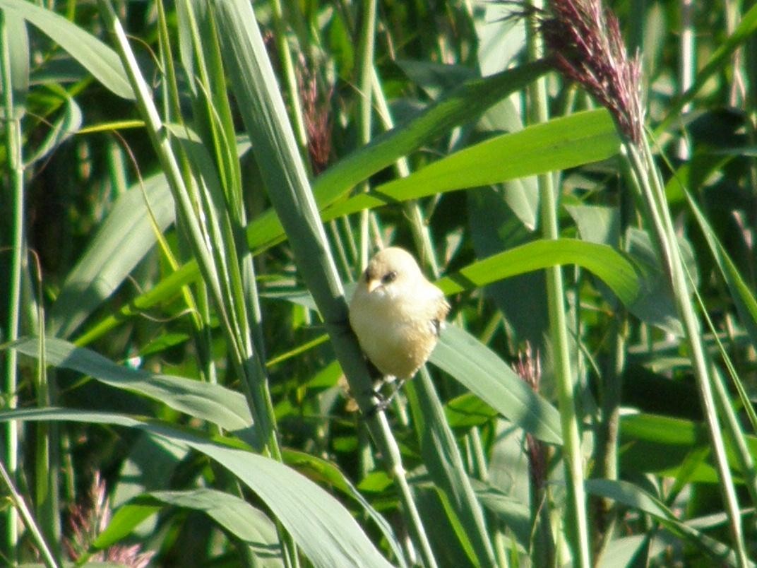 Bearded Reedling - ML611944238