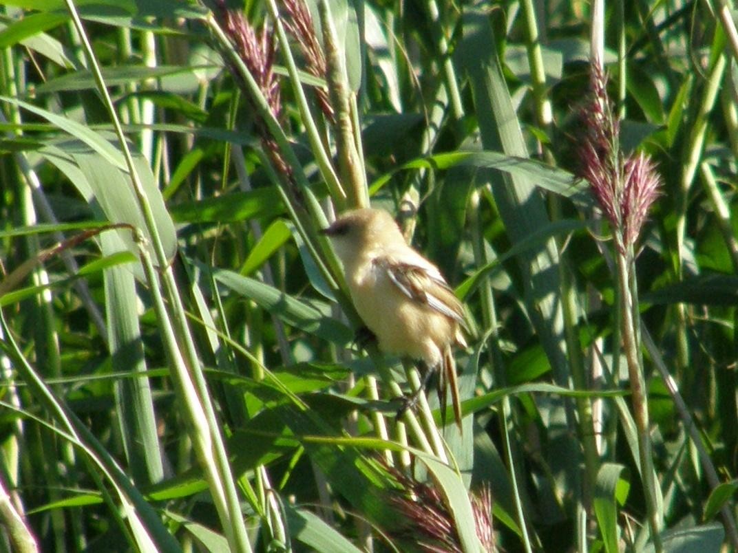 Bearded Reedling - ML611944240