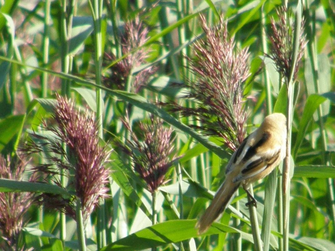 Bearded Reedling - Nelson Fonseca