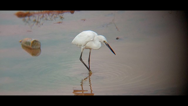 Aigrette garzette - ML611944288