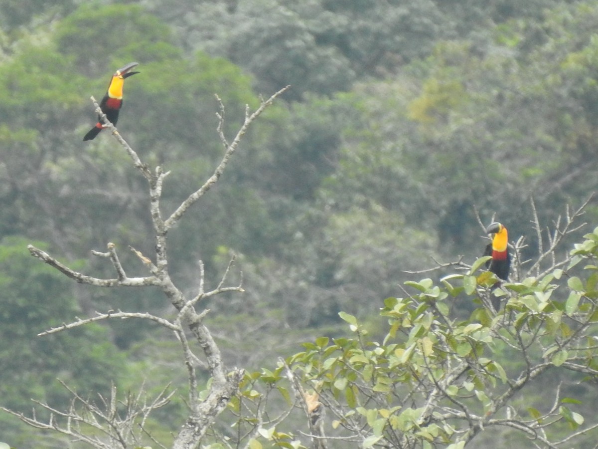 Channel-billed Toucan (Ariel) - Gregg Severson