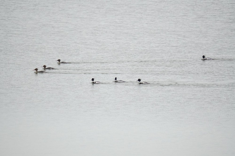 Red-breasted Merganser - ML611944420